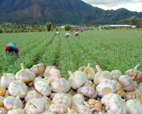 Pide medidas ante alza precios ajo, cebolla y papa