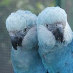 São Paulo Zoo opens new space dedicated to hyacinth macaws