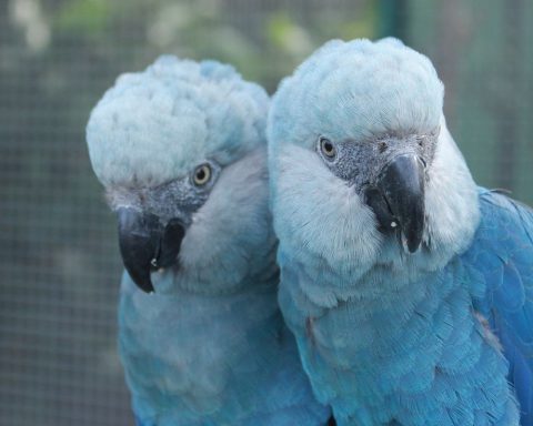 São Paulo Zoo opens new space dedicated to hyacinth macaws