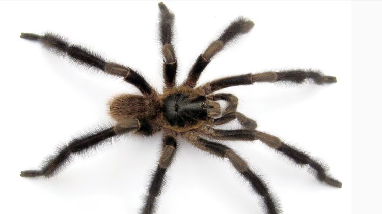 Trichopelma grande hallada en Cuba