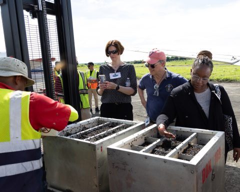 Scientists from the United States arrive in Nicaragua to help stop the screwworm