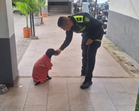 'Sonic', the dog rescued by a police captain in Tolima after being abandoned under a bridge