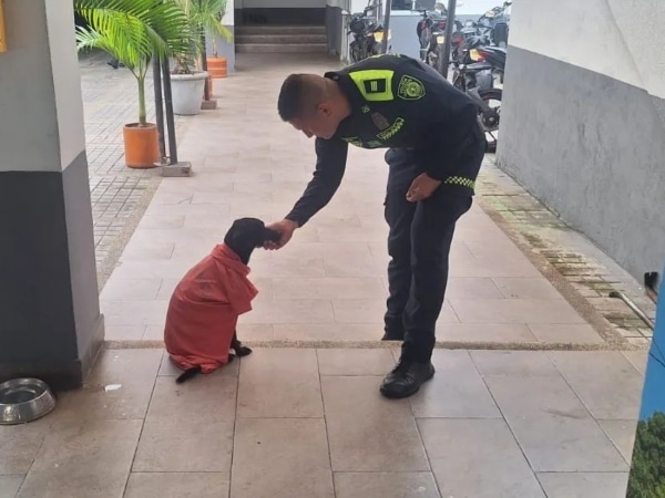 'Sonic', the dog rescued by a police captain in Tolima after being abandoned under a bridge