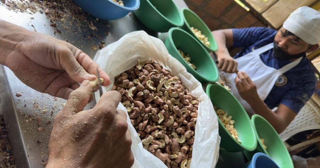 The cashew almond: an enterprise that flourishes in Vichada