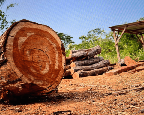 They dismantle a gang that exported illegal wood to several countries