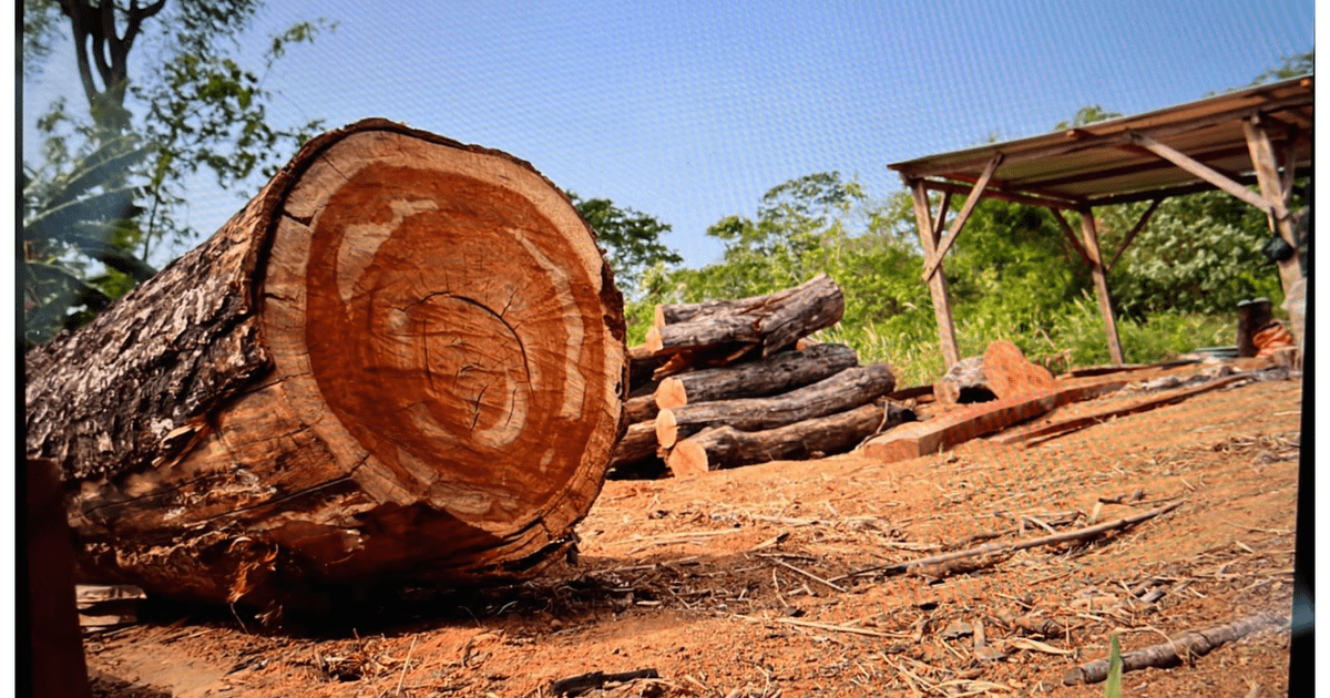 They dismantle a gang that exported illegal wood to several countries