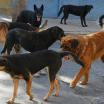 Two women who poisoned seven dogs in Tarija are sentenced