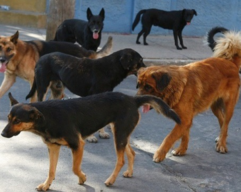 Two women who poisoned seven dogs in Tarija are sentenced