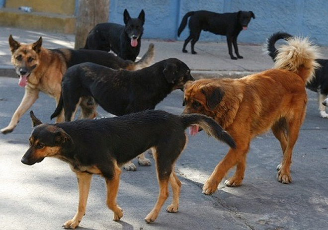 Two women who poisoned seven dogs in Tarija are sentenced