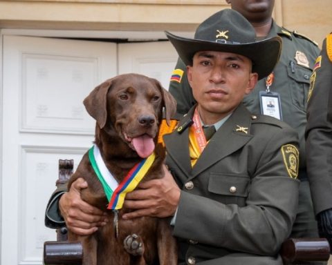 'Rigo`, el perro de la Policía que será sometido a la eutanasia