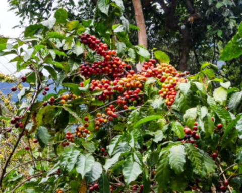 Agriculture and coffee, the most abundant in terms of results this year