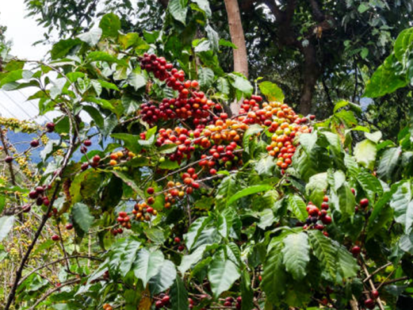 Agriculture and coffee, the most abundant in terms of results this year