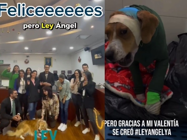 Ley Ángel avanza hacia su último debate para endurecer las penas por maltrato animal en Colombia