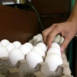 Bird flu raises US egg prices to record highs before Christmas