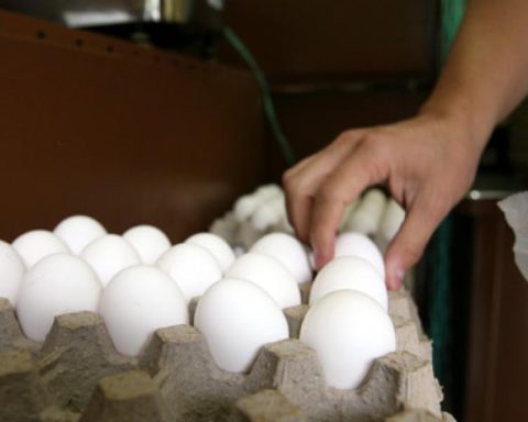 Bird flu raises US egg prices to record highs before Christmas