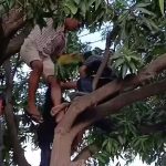 Boy accidentally received an electric shock while climbing a tree lowering mangoes