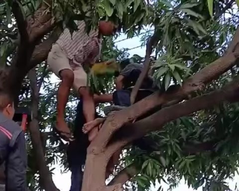 Boy accidentally received an electric shock while climbing a tree lowering mangoes