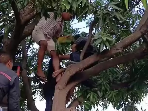 Boy accidentally received an electric shock while climbing a tree lowering mangoes