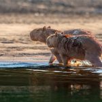 Capybara: icon of Peru's biodiversity is present in protected natural areas