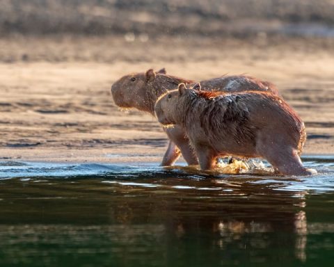 Capybara: icon of Peru's biodiversity is present in protected natural areas