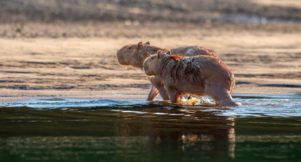 Capybara: icon of Peru's biodiversity is present in protected natural areas