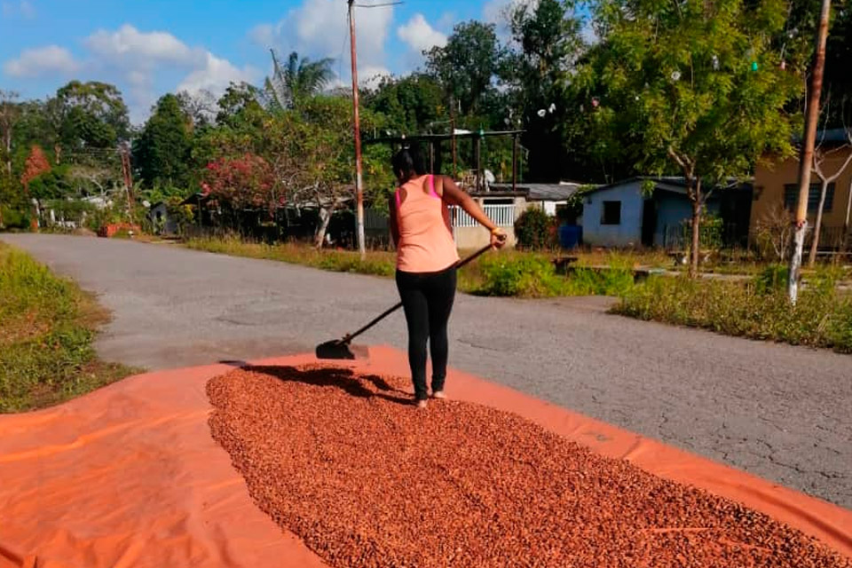 Cocoa is the raw material that rose the most in price in 2024