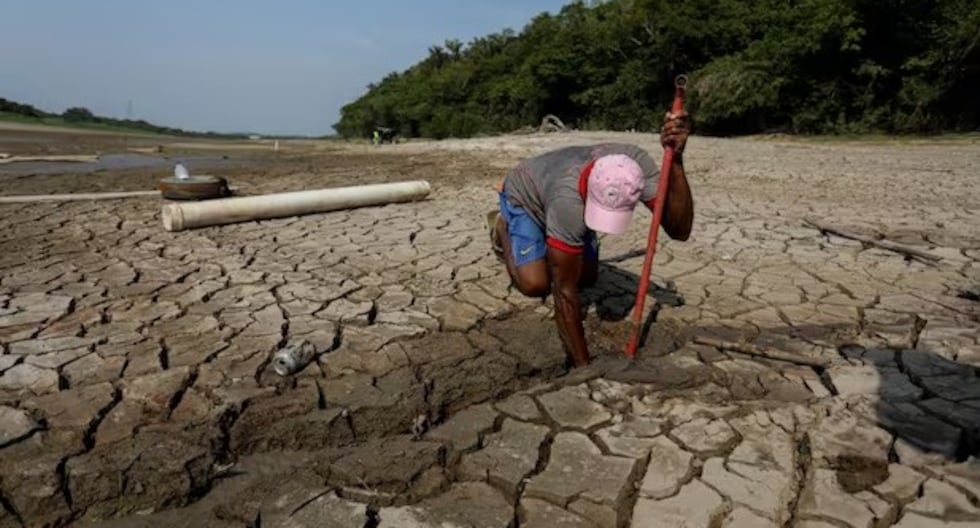 Dean of the College of Economists: “Losses due to drought can exceed 2 billion dollars in Piura”