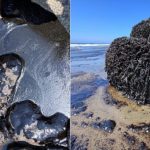 Environmental disaster in Piura: Oil spill reported on Talara beaches