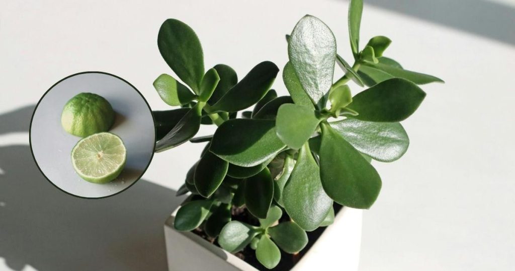 How to Use Lemon Peels to Make Your Jade Tree Bloom More Than Ever