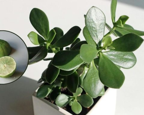 How to Use Lemon Peels to Make Your Jade Tree Bloom More Than Ever