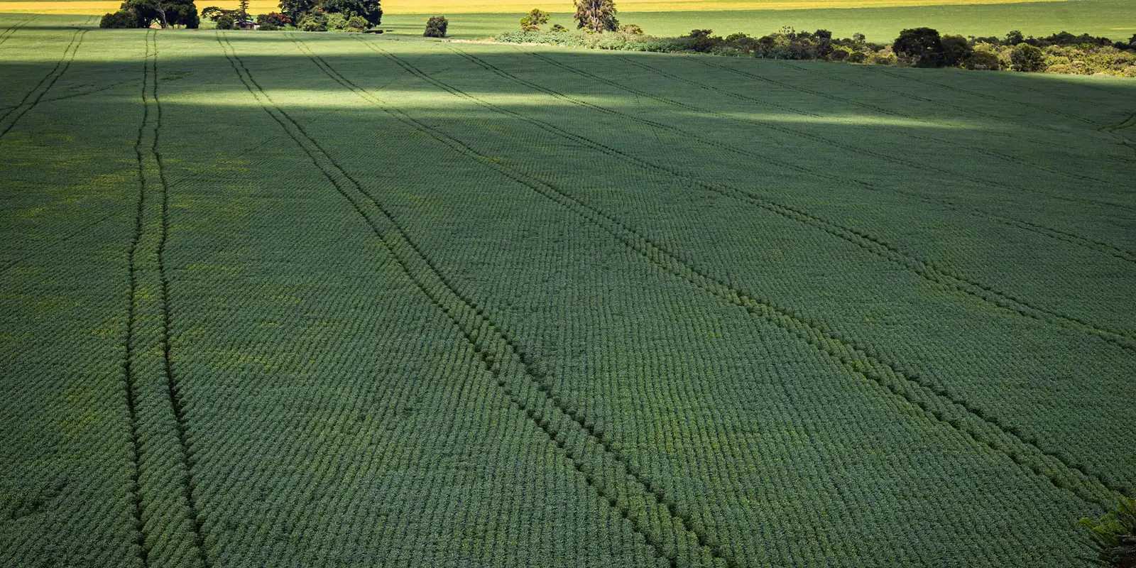 In less than four decades, the area dedicated to soy grows nine times