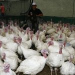 More than one and a half million turkeys will be offered for Christmas and New Year