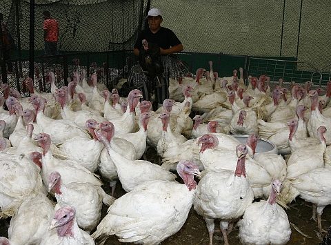 More than one and a half million turkeys will be offered for Christmas and New Year