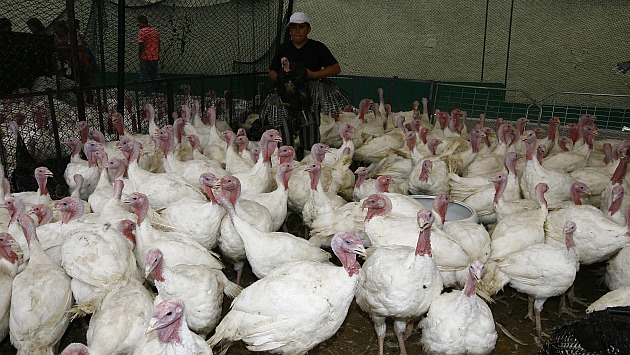 More than one and a half million turkeys will be offered for Christmas and New Year