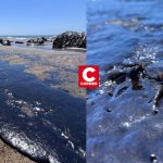 Oil spill in Lobitos affects marine fauna