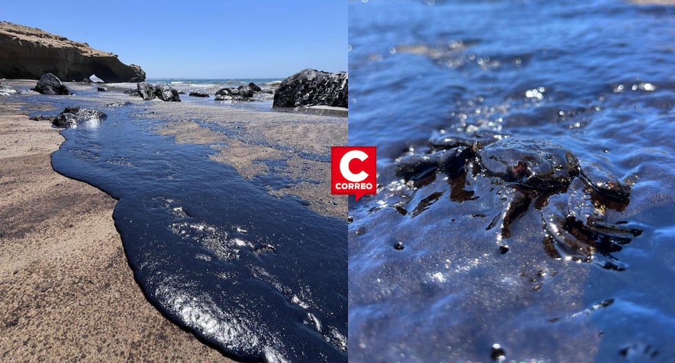 Oil spill in Lobitos affects marine fauna