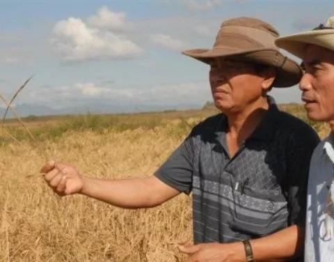 Asesores vietnamitas para el cultivo de arroz en el Sur del Jíbaro, Sancti Spíritus