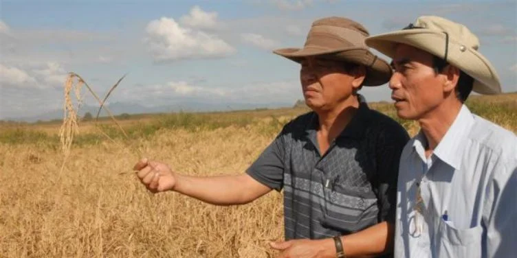 Asesores vietnamitas para el cultivo de arroz en el Sur del Jíbaro, Sancti Spíritus