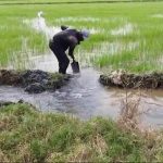 Rice producers in Montecristi ask for help from the Government