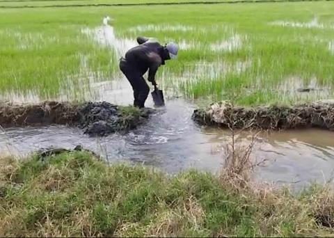 Rice producers in Montecristi ask for help from the Government