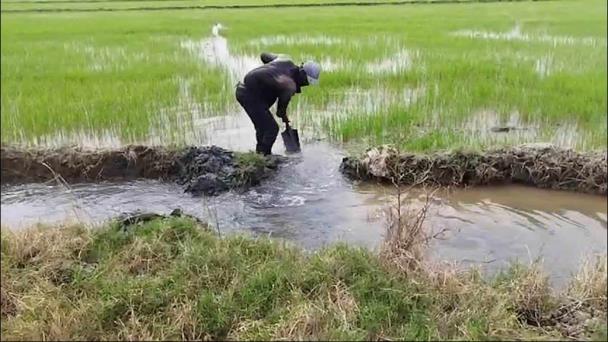 Rice producers in Montecristi ask for help from the Government