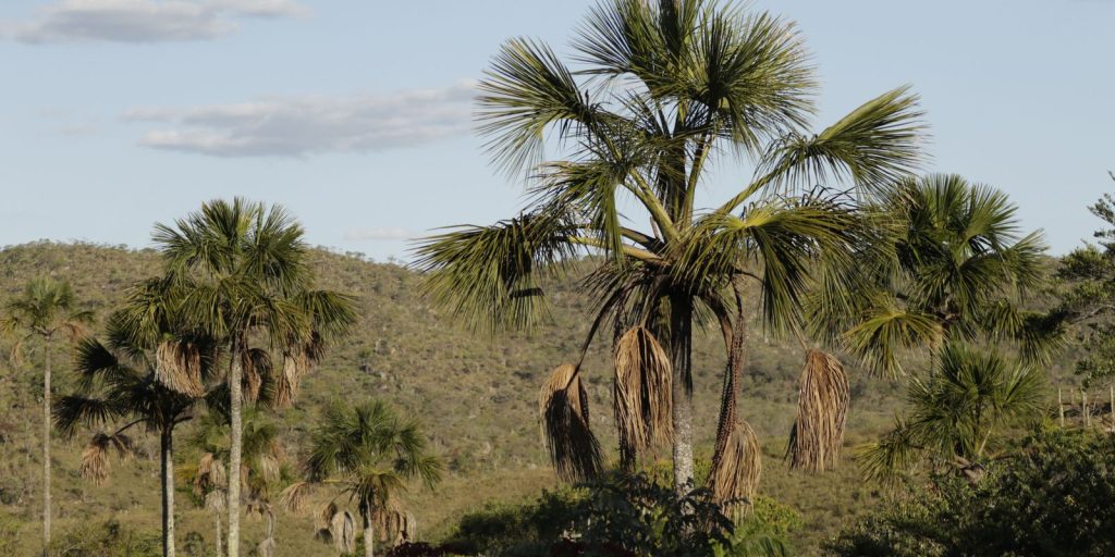 TV Brasil: Caminhos da Reportagem wins environmental film festival