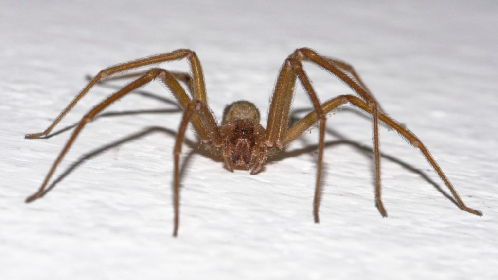 Take note: how to avoid being bitten by a corner spider in Chile, according to the Minsal