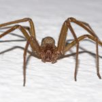 Take note: how to avoid being bitten by a corner spider in Chile, according to the Minsal