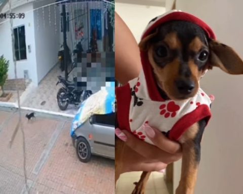 Piden justicia por 'Teen', el perrito que murió tras ser atacado con arma traumática en Girardot, Cundinamarca