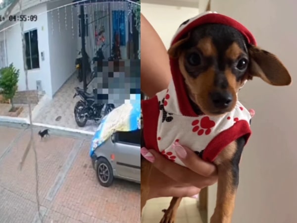 Piden justicia por 'Teen', el perrito que murió tras ser atacado con arma traumática en Girardot, Cundinamarca