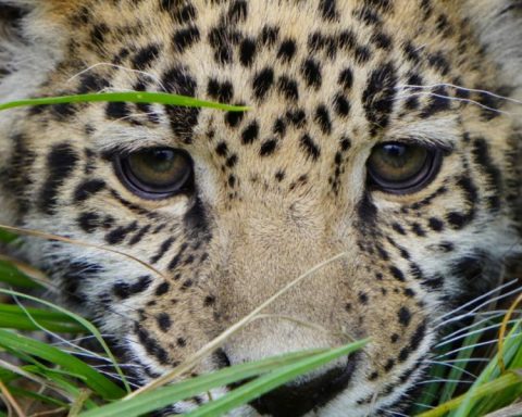 They condemn the Mayan Train for identifying deer and jaguars as harmful fauna