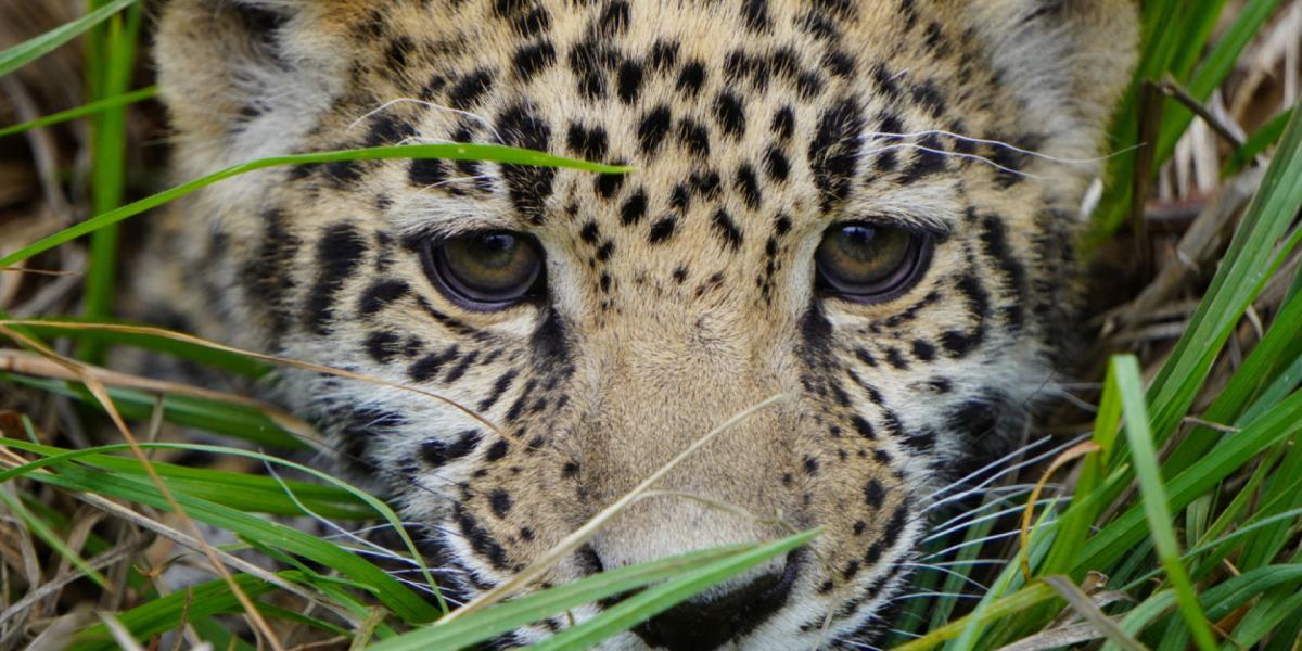 They condemn the Mayan Train for identifying deer and jaguars as harmful fauna