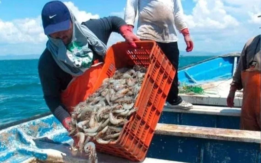 They warn about a break in the production cycle in shrimp farms in Zulia