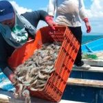 They warn about a break in the production cycle in shrimp farms in Zulia